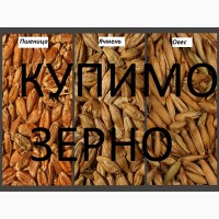 Закуповуємо на постійній основі пшеницю по Самбірському районі