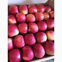 Продаю яблука айдаред малиновий загазоване Smart Fresh найвищої якості є обєм