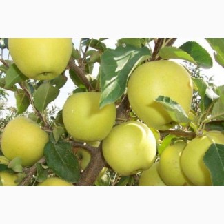 Продаем яблука со своего сада