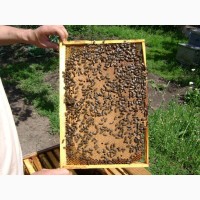 Продам очень дешёво и срочно пчелосемьи