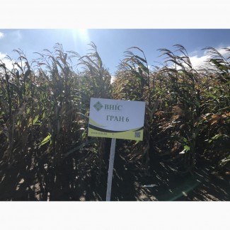 Семена Кукурузы Гран 6 (ФАО 300) напрямую от производител