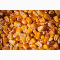 Компания ПП Викинг на постоянной основе закупает кукурузу 2019 г