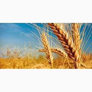 Семена озимой пшеницы СНІГУРКА (СНЕГУРОЧКА)
