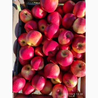 Продаємо яблука із саду на переробку (сезон 2022 р.) Черкаська область