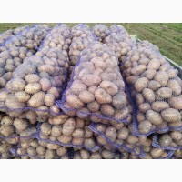 Продам якісну товарну картоплю, сорт беллароса, 5 т