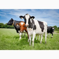 Заготівля корів биків телиць