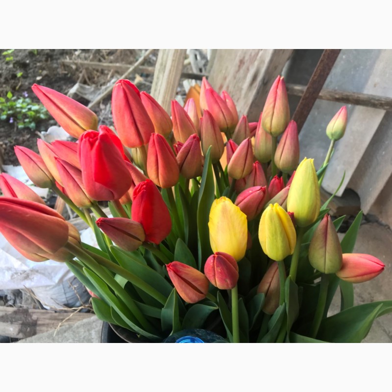 Фото 5. Тюльпаны домашние