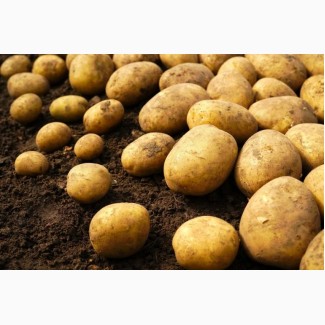 Продаємо якісну товарну картоплю оптом, Черкаська область