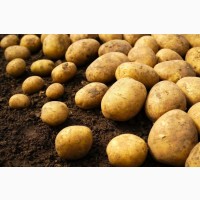 Продаем качественный товарный картофель оптом, Черкасская область