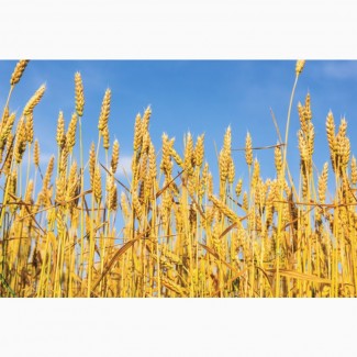 Купуємо пшеницю фуражну на умовах DAP