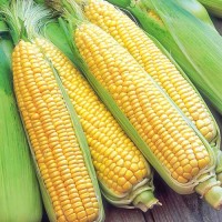 Кукуруза фуражная 2023 года. Закупаем оптом