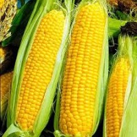 Кукуруза фуражная 2023 года. Закупаем оптом