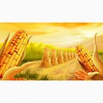Гибрид кукурузы БОРОЗЕНСЬКИЙ 277 МВ-(ФАО 250) от производителя
