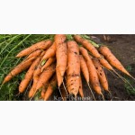Продам моркву в наявності 40 т