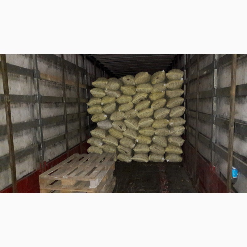 Фото 3. 20 тонны грецкого ореха 28+ на экспорт