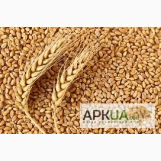 З А К У П А Е М пшеницу, ячмень, кукурузу и другие зерновые и масличные культуры, Украина