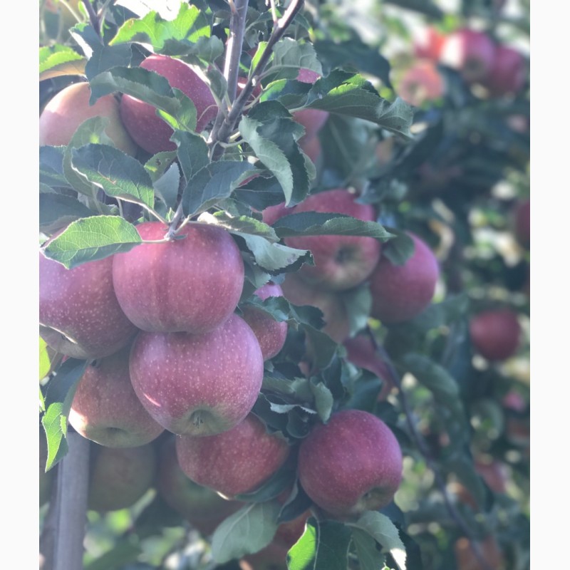 Фото 2. Продам яблука 1-го сорту із власного саду.Урожай 2017р
