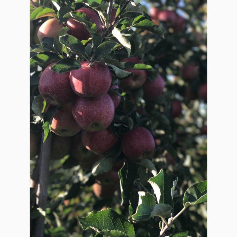 Фото 4. Продам яблука 1-го сорту із власного саду.Урожай 2017р