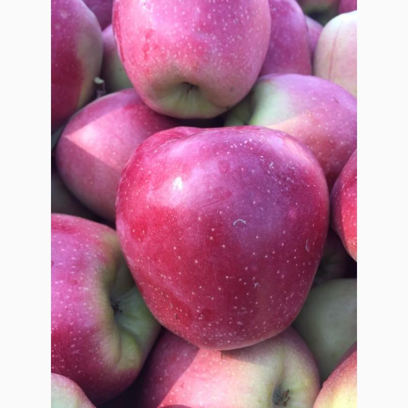 Фото 5. Продам яблука 1-го сорту із власного саду.Урожай 2017р