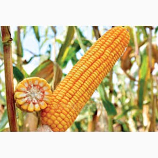 Семена кукурузы РАМ 1033, 1333, 8143, 8153, 8663, 6475
