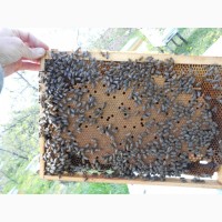 Бджолопакети Карпатки залишилось10 шт