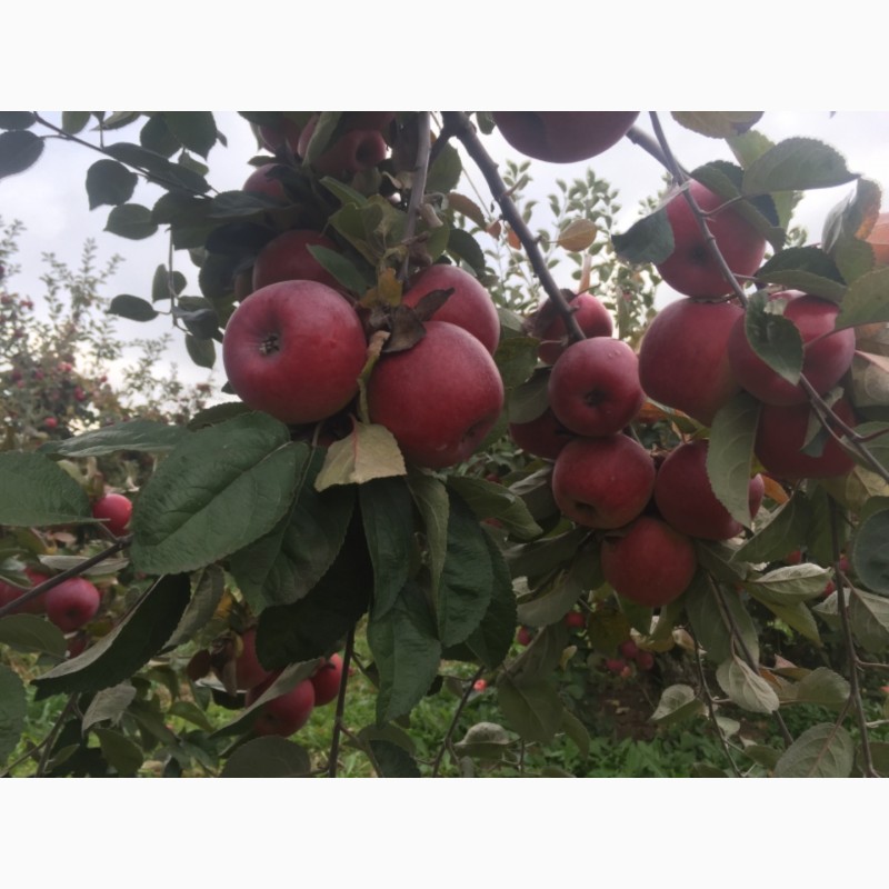 Фото 10. Продам яблоки зимнего сорта Монтуан и Айдарет