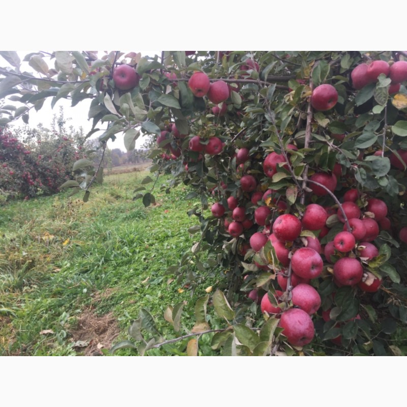 Фото 11. Продам яблоки зимнего сорта Монтуан и Айдарет