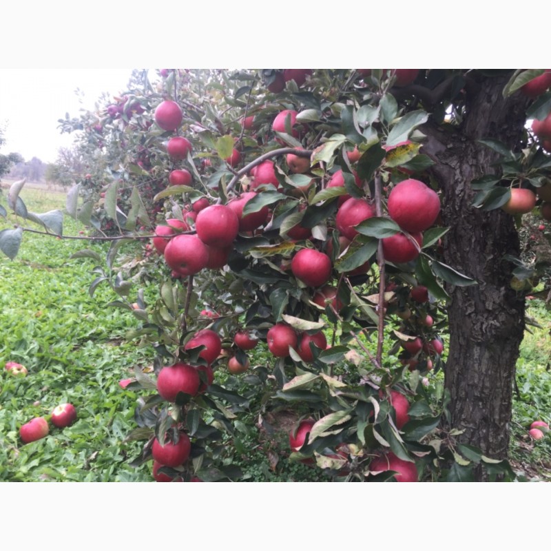 Фото 2. Продам яблоки зимнего сорта Монтуан и Айдарет