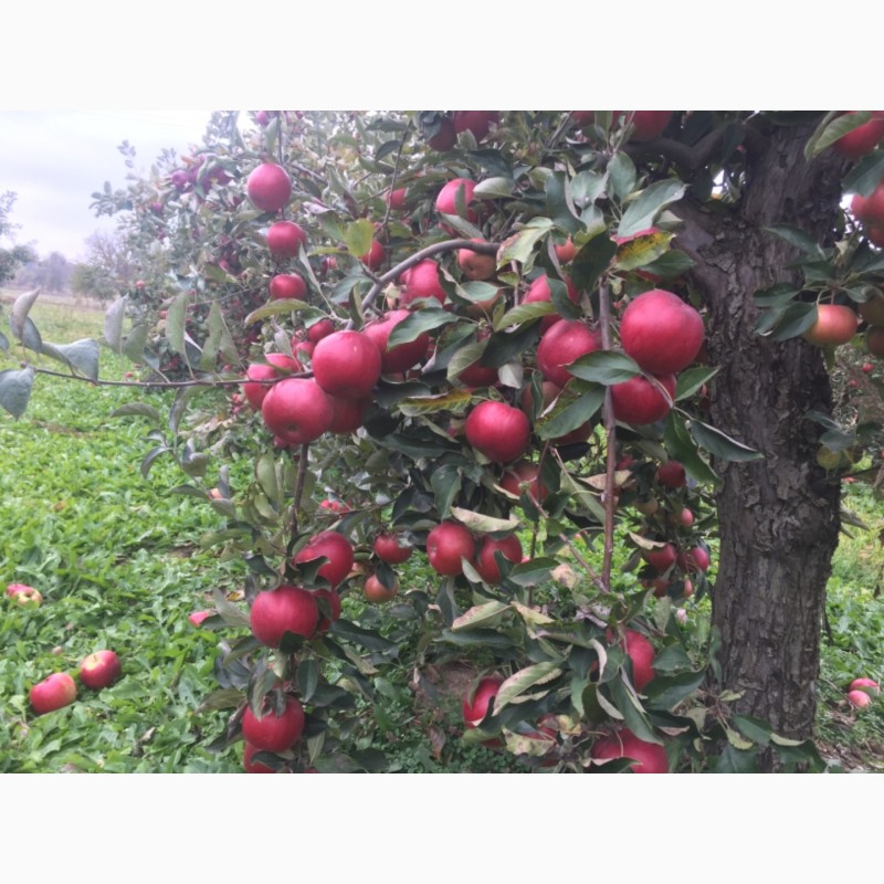 Фото 3. Продам яблоки зимнего сорта Монтуан и Айдарет