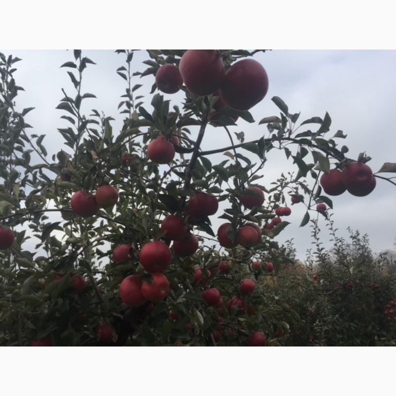 Фото 4. Продам яблоки зимнего сорта Монтуан и Айдарет