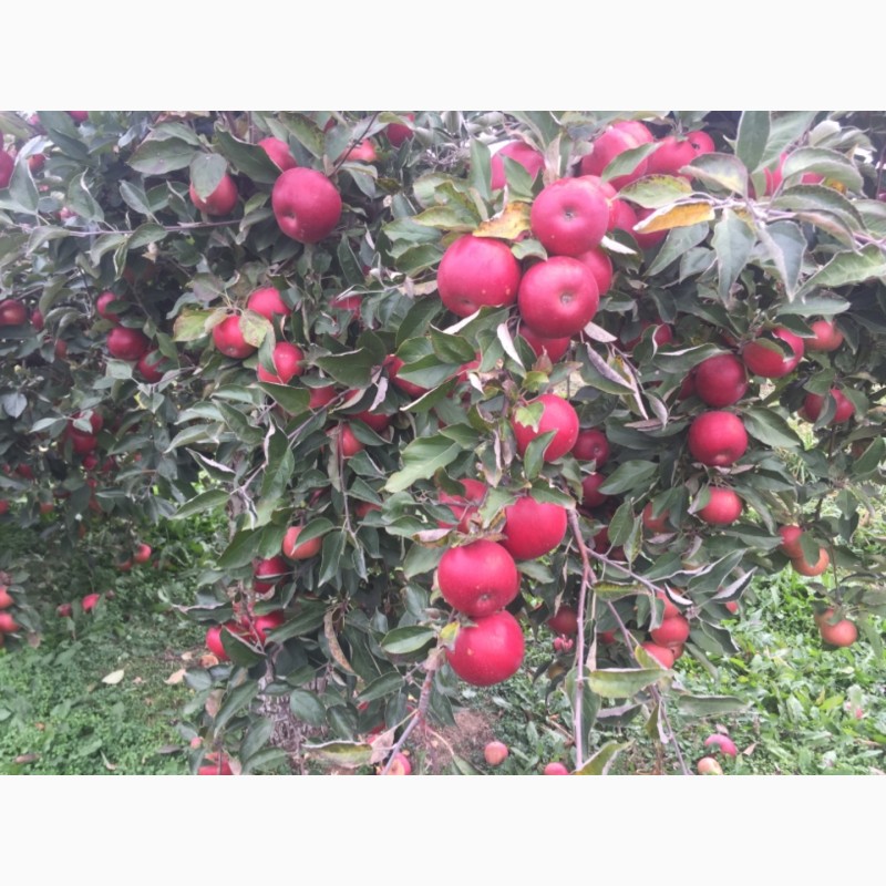Фото 5. Продам яблоки зимнего сорта Монтуан и Айдарет