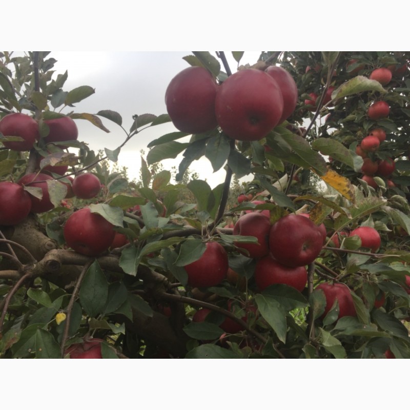 Фото 6. Продам яблоки зимнего сорта Монтуан и Айдарет