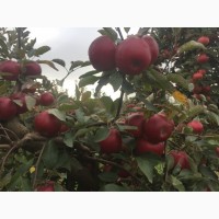 Продам яблоки зимнего сорта Монтуан и Айдарет