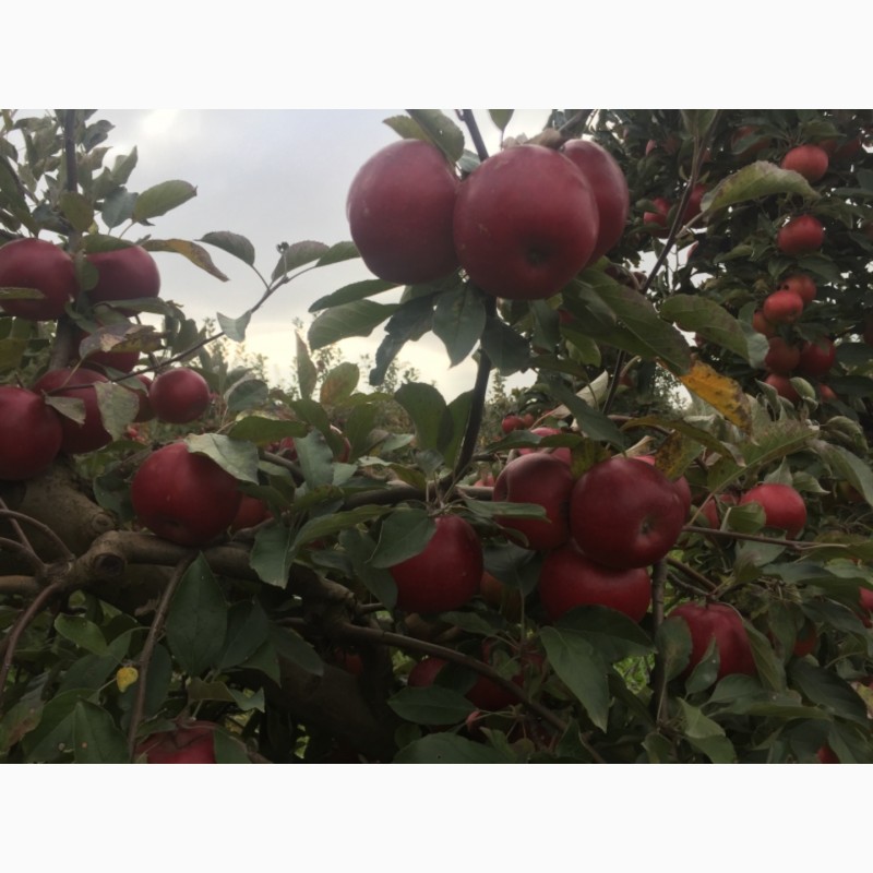 Фото 7. Продам яблоки зимнего сорта Монтуан и Айдарет