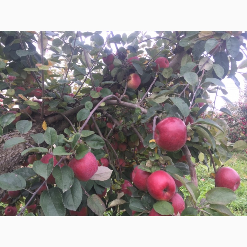 Фото 8. Продам яблоки зимнего сорта Монтуан и Айдарет