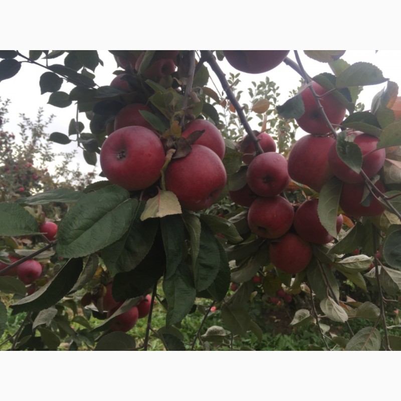 Фото 9. Продам яблоки зимнего сорта Монтуан и Айдарет