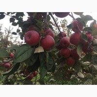 Продам яблоки зимнего сорта Монтуан и Айдарет