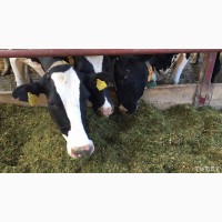 БМВД для корів, телят, бичків, дійних і сухостійних корів