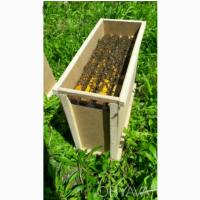 Продам бджолопакети пчелопакеты