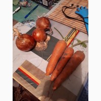 Продам морковь поставщика с 10 тонн