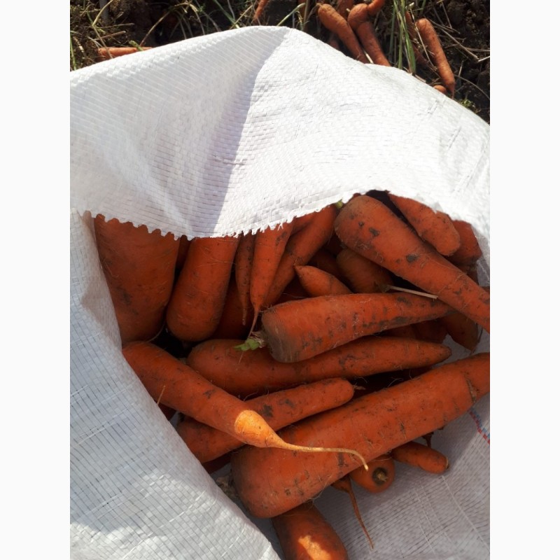 Фото 2. Продам морковь поставщика с 10 тонн
