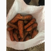 Продам моркву сорт «Абако»