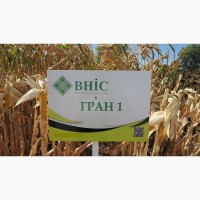 Семена кукурузы Гран 1 (ФАО 370) напрямую от ВНИС