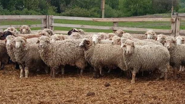 Фото 5. Продам мясо баранов и овец тушки, полутушки
