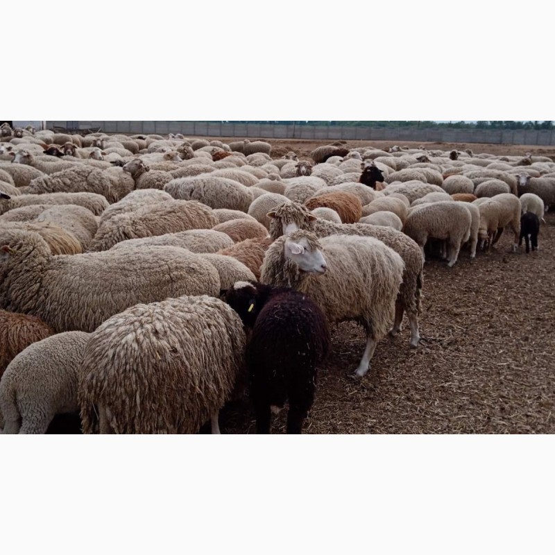Фото 6. Продам мясо баранов и овец тушки, полутушки