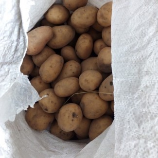 Продам Семенной картофель (Домашний).Хороший урожай 2021. Сорт Ривьера