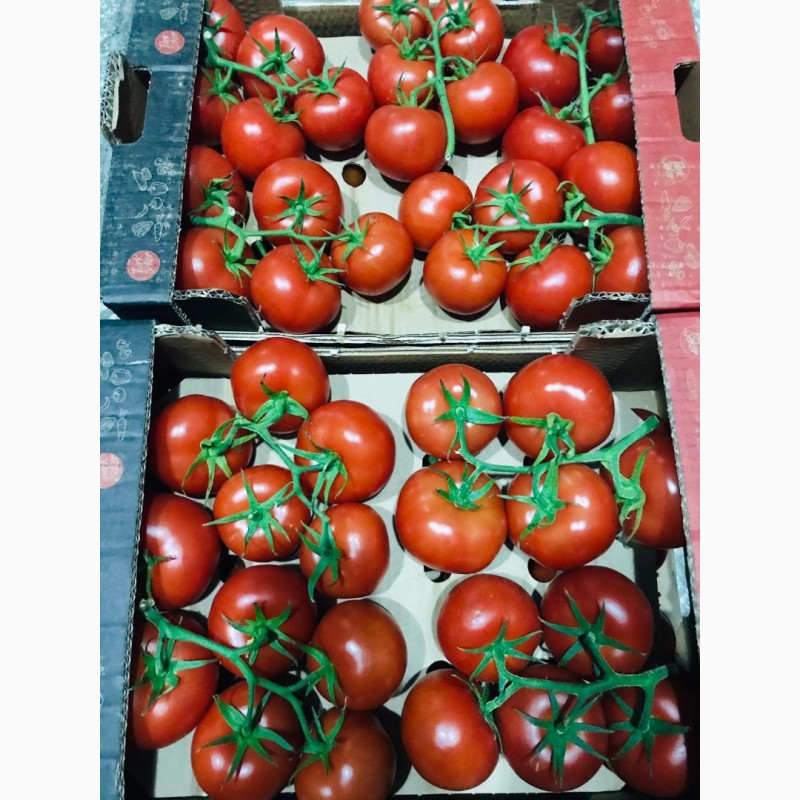 Фото 2. Продаём помидоры сорт высокого качества в тоннах из Турции