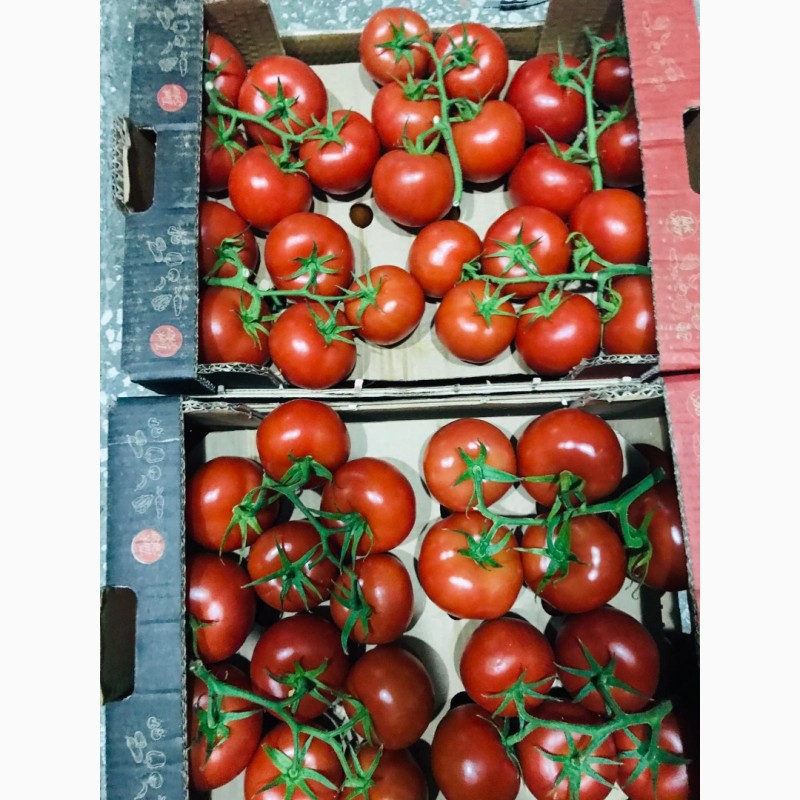 Фото 3. Продаём помидоры сорт высокого качества в тоннах из Турции