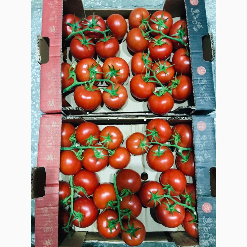 Фото 4. Продаём помидоры сорт высокого качества в тоннах из Турции