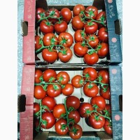 Продаём помидоры сорт высокого качества в тоннах из Турции